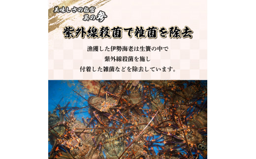 【先行予約】 ＜生冷凍・数量限定＞宮崎県串間産 天然伊勢エビ（約800g）_K027-003