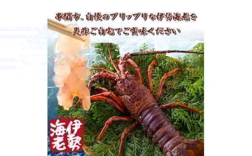 HRISI-80 【先行予約】＜数量限定＞宮崎県串間産伊勢エビ（約800g）【合同会社Houryoumaru】