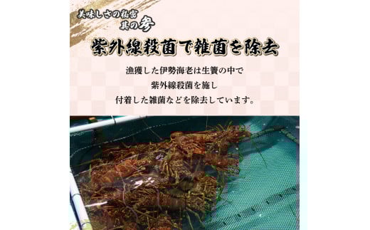 HRISI-80 【先行予約】＜数量限定＞宮崎県串間産伊勢エビ（約800g）【合同会社Houryoumaru】