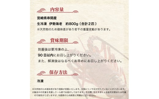 HRISI-80 【先行予約】＜数量限定＞宮崎県串間産伊勢エビ（約800g）【合同会社Houryoumaru】