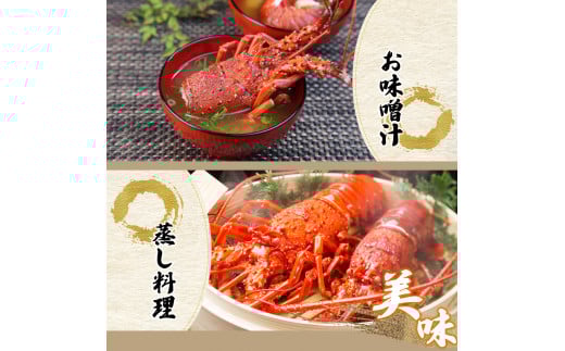 HRISI-45 【先行予約】 ＜数量限定＞宮崎県串間産伊勢エビ（約450g）【合同会社Houryoumaru】