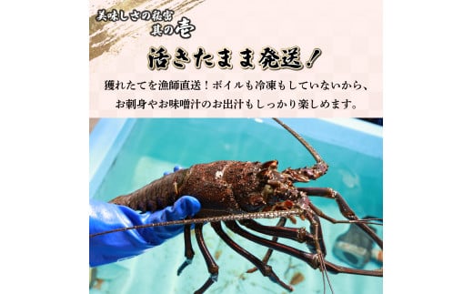 HRISI-45 【先行予約】 ＜数量限定＞宮崎県串間産伊勢エビ（約450g）【合同会社Houryoumaru】