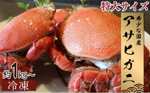 HRAGT-1 【数量・期間限定】宮崎県串間産アサヒガニ　特大サイズ約1kg（2～3匹）　日本では大変希少な国産アサヒガニ ！【合同会社Houryoumaru】