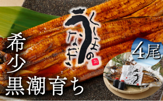KU469-4 くしまの黒潮うなぎ蒲焼４尾（合計800g前後）【大田商店】