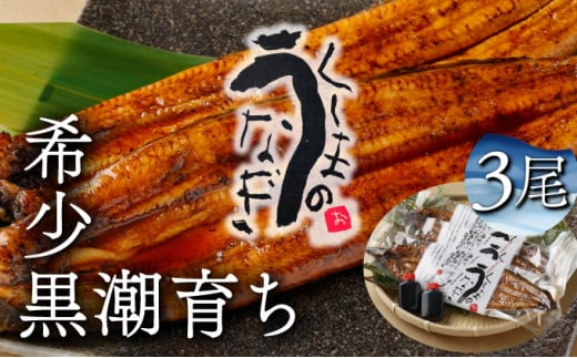 KU469-3 くしまの黒潮うなぎ蒲焼3尾（合計600g前後）【大田商店】