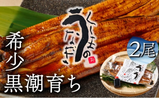 KU469-2 くしまの黒潮うなぎ蒲焼２尾（合計400g前後）【大田商店】