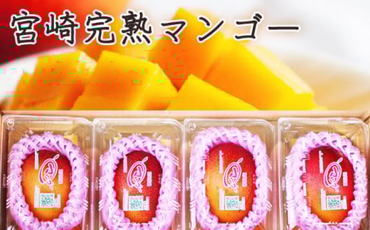 KU381 ＜先行予約・数量限定＞みやざき完熟マンゴー1.4kg以上（2Lサイズ４個入[350g～459g]×4個） 【串間市大束農業協同組合】