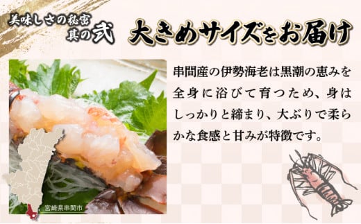 【数量限定】＜生冷凍＞宮崎県串間産 天然伊勢エビ(計約500g・1〜3匹) エビ 海老 伊勢エビ 伊勢 海鮮 新鮮 魚介 刺身 お刺身 贈答 ギフト 贈り物 プレゼント グルメ 特産品 お取り寄せ 宮崎 国産 宮崎県 串間市 _K027-012