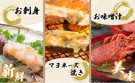 【数量限定】＜生冷凍＞宮崎県串間産 天然伊勢エビ(計約500g・1〜3匹) エビ 海老 伊勢エビ 伊勢 海鮮 新鮮 魚介 刺身 お刺身 贈答 ギフト 贈り物 プレゼント グルメ 特産品 お取り寄せ 宮崎 国産 宮崎県 串間市 _K027-012