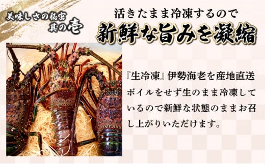 【数量限定】＜生冷凍＞宮崎県串間産 天然伊勢エビ(計約500g・1〜3匹) エビ 海老 伊勢エビ 伊勢 海鮮 新鮮 魚介 刺身 お刺身 贈答 ギフト 贈り物 プレゼント グルメ 特産品 お取り寄せ 宮崎 国産 宮崎県 串間市 _K027-012