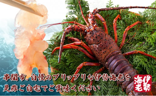 【数量限定】＜生冷凍＞宮崎県串間産 天然伊勢エビ(計約500g・1〜3匹) エビ 海老 伊勢エビ 伊勢 海鮮 新鮮 魚介 刺身 お刺身 贈答 ギフト 贈り物 プレゼント グルメ 特産品 お取り寄せ 宮崎 国産 宮崎県 串間市 _K027-012