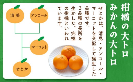 KU335 【数量限定・訳あり】 順子姉さんのひっぱりだこ愛情せとか 5kg