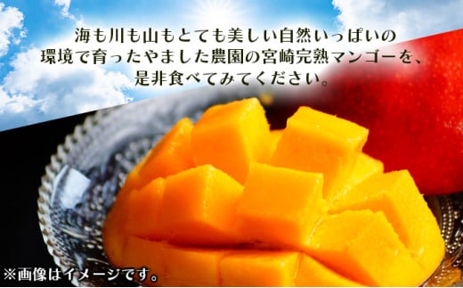 縲舌d縺セ縺励◆霎イ蝨偵托シ懷郁。御コ育エシ槭後#螳カ蠎ュ逕ィ縲榊ョョ蟠主ョ檎溘槭Φ繧エ繝シシ育エ1.8ス2kg繝サ螟ァ蟆乗キキ蜷茨シ | 邉門コヲ蟷ウ蝮15蠎ヲ莉・荳奇シ鬮倩ゥ穂セ。縺ョ螳ョ蟠主ョ檎溘槭Φ繧エ繝シ KU325