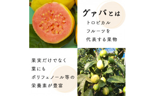 宮崎県串間市産 グァバ茶 (230ｇ×1袋) 自社農園産100%_K021-015
