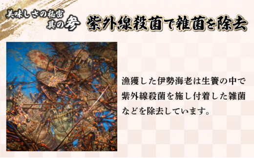 KU069 ＜数量限定＞宮崎県串間産伊勢エビ(計約2kg・3～8匹) 【合同会社Houryoumaru】