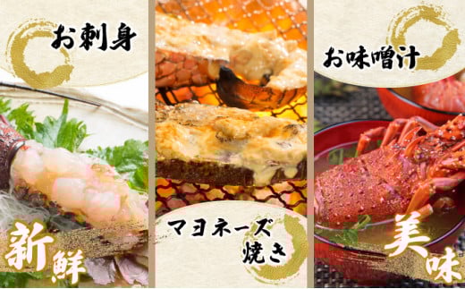 KU069 ＜数量限定＞宮崎県串間産伊勢エビ(計約2kg・3～8匹) 【合同会社Houryoumaru】