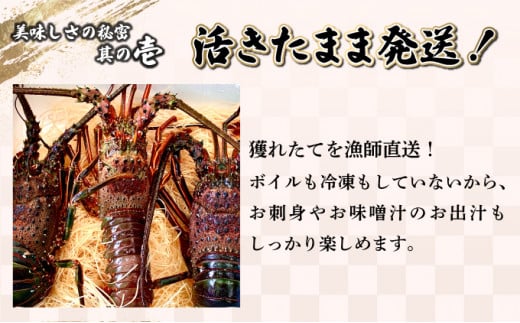KU069 ＜数量限定＞宮崎県串間産伊勢エビ(計約2kg・3～8匹) 【合同会社Houryoumaru】