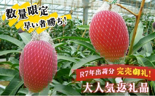 KU019 【令和8年発送分　先行予約！】＜数量限定＞ 串間産完熟マンゴー（2L×2玉）