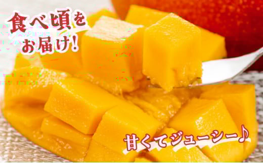 KU019 【令和8年発送分　先行予約！】＜数量限定＞ 串間産完熟マンゴー（2L×2玉）
