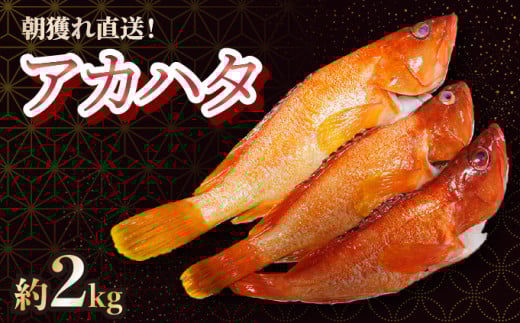 KU015 ＜2026年7月より順次発送＞宮崎県串間産アカハタ(計約2kg・4～8匹)延縄漁による朝どれ高級魚を漁師直送！【合同会社Houryoumaru】