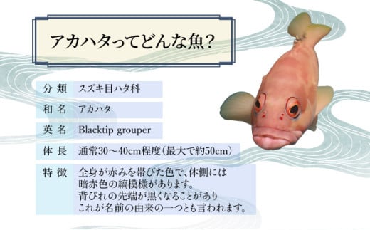 KU015 シ2026蟷エ7譛医h繧企谺。逋コ騾シ槫ョョ蟠守恁荳イ髢鍋肇繧「繧ォ繝上ち(險育エ2kg繝サ4縲8蛹ケ)蟒カ邵貍√↓繧医k譛昴←繧碁ォ倡エ夐ュ壹r貍∝クォ逶エ騾シ√仙粋蜷御シ夂、セHouryoumaru縲