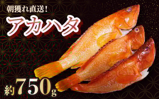 KU013 ＜2026年7月より順次発送＞宮崎県串間産アカハタ(計約750g・2～3匹)延縄漁による朝どれ高級魚を漁師直送！【合同会社Houryoumaru】