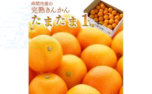 AA-A2 串間市産の完熟きんかん「たまたま」(2L・計1kg)【串間市大束農業協同組合】
