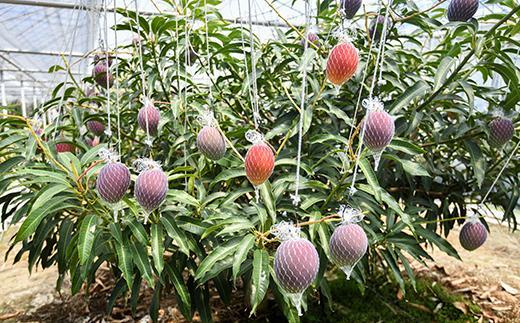 ãŸãããšå·åãã³ãŽãŒ2Lãµã€ãºÃ3ç ããã³ãŽãŒå°é ã¹ã¿ãŒãã«ãŒãã«ã³ãããïŒ2.7-10ïŒå®®åŽç西éœç£ çç£è
çŽé å®®åŽãã³ãŽãŒ æç© çã å·åãã«ãŒã å®çãã³ãŽãŒ