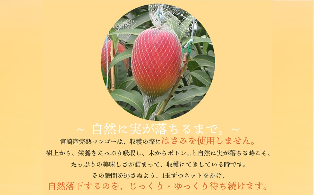 フルーツ専門店『南国フルーツ』厳選宮崎完熟マンゴー 3玉（計750ｇ）宮崎県西都市産＜73-4a＞