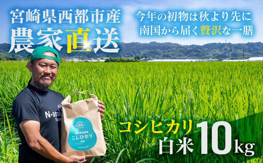【令和8年産新米・先行予約】農家直送　こしひかり 10kg 精米済み 8月より発送開始＜57-3a＞