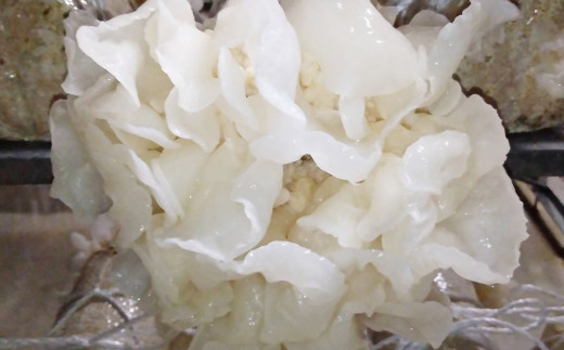 毎日の健康に！！国産 白い木耳（きくらげ）粉末タイプ ２本セット　計130g【宮崎県・西都市産】＜1.7-37＞