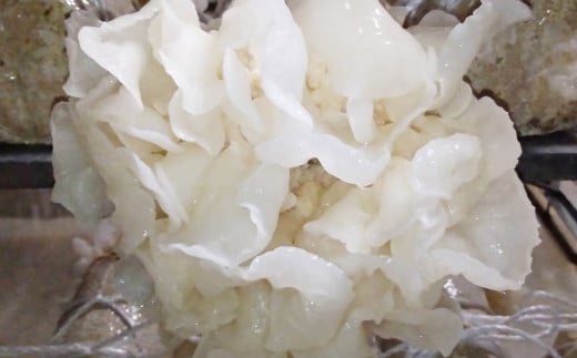 æ¯æ¥ã®å¥åº·ã«ïŒïŒåœç£ çœãæšè³ïŒããããïŒç²æ«ã¿ã€ã80gãå®®åŽç西éœåžç£ãïŒ1.2-23ïŒ