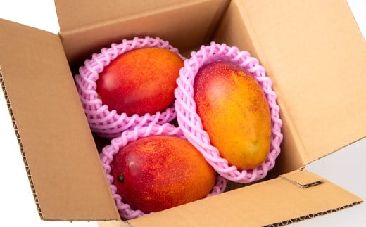 今が旬！【マンゴー専門 山下果樹園】ご家庭用完熟マンゴー 1kg 3~5個 アップルマンゴー  宮崎県西都産 生産者直送＜1.5-25＞宮崎マンゴー【6月30日】終了