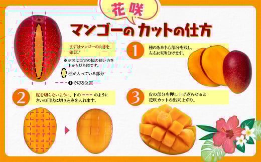 【マンゴー専門 山下果樹園】完熟マンゴー 2玉 900g以上 アップルマンゴー 宮崎県西都産 生産者直送＜1.8-17＞宮崎マンゴー【先行予約】