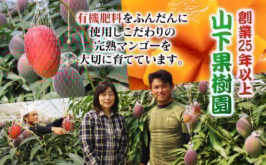 【マンゴー専門 山下果樹園】完熟マンゴー 2玉 900g以上 アップルマンゴー 宮崎県西都産 生産者直送＜1.8-17＞宮崎マンゴー【先行予約】