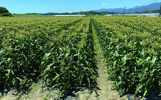 3回定期便 西都市旬の特産詰め合わせセット 野菜・マンゴー・スイートコーン等＜4-4＞野菜 フルーツ【12月31日申し込み終了】