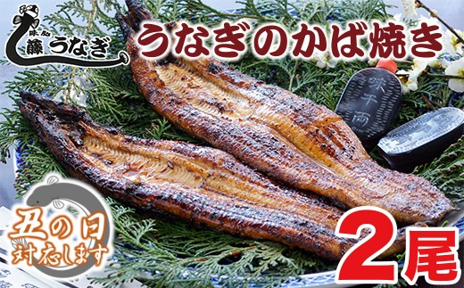 【土用の丑の日】藤うなぎ かば焼き2尾 国産うなぎ 宮崎 蒲焼 鰻＜15-1a＞