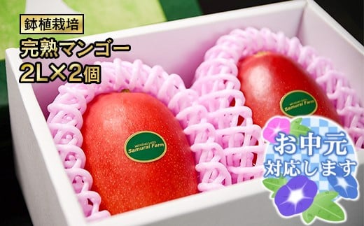 【お中元ギフト】鉢植栽培 西都産完熟マンゴー 2L×2個 宮崎県西都産 サムライファーム＜24-1a＞宮崎マンゴー 果物 フルーツ 甘い
