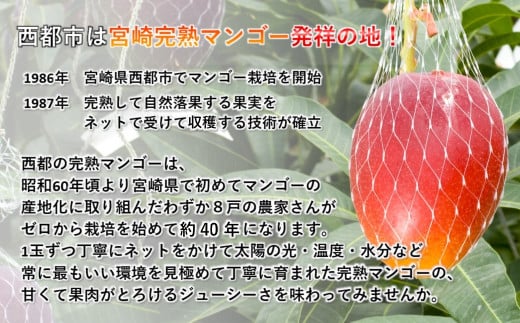 【お中元ギフト】鉢植栽培 西都産完熟マンゴー 2L×2個 宮崎県西都産 サムライファーム＜24-1a＞宮崎マンゴー 果物 フルーツ 甘い