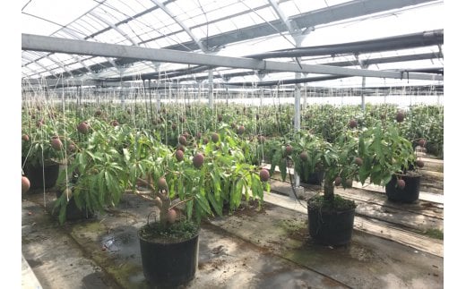 【お中元ギフト】鉢植栽培 西都産完熟マンゴー 2L×2個 宮崎県西都産 サムライファーム＜24-1a＞宮崎マンゴー 果物 フルーツ 甘い