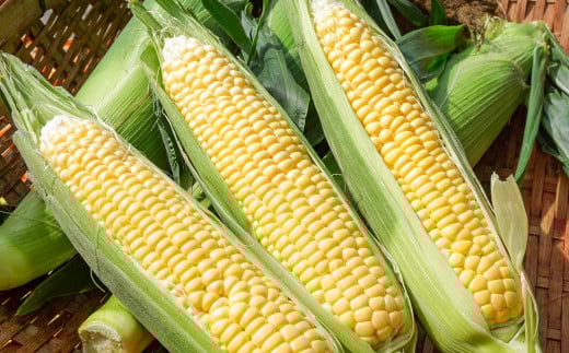 ãå
è¡äºçŽã æã©ã ã¹ã€ãŒãã³ãŒã³ ãŽãŒã«ãã©ãã·ã¥7kg 西éœåžç£ãšãããããïŒ1.2-24ïŒâ