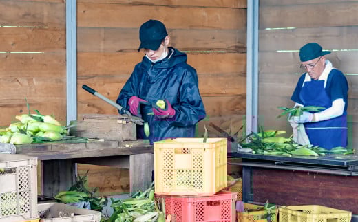 ãå
è¡äºçŽã æã©ã ã¹ã€ãŒãã³ãŒã³ ãŽãŒã«ãã©ãã·ã¥7kg 西éœåžç£ãšãããããïŒ1.2-24ïŒâ