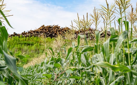 ãå
è¡äºçŽã æã©ã ã¹ã€ãŒãã³ãŒã³ ãŽãŒã«ãã©ãã·ã¥7kg 西éœåžç£ãšãããããïŒ1.2-24ïŒâ