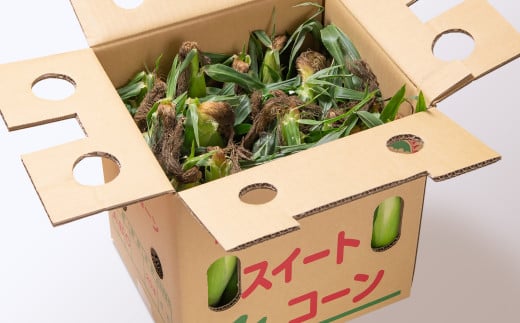 ãå
è¡äºçŽã æã©ã ã¹ã€ãŒãã³ãŒã³ ãŽãŒã«ãã©ãã·ã¥7kg 西éœåžç£ãšãããããïŒ1.2-24ïŒâ