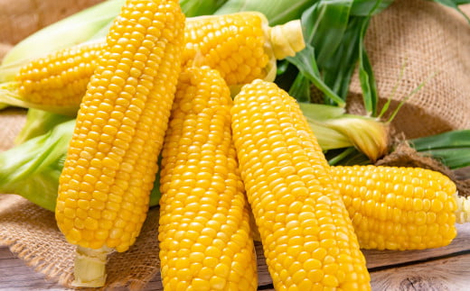 ãå
è¡äºçŽã æã©ã ã¹ã€ãŒãã³ãŒã³ ãŽãŒã«ãã©ãã·ã¥7kg 西éœåžç£ãšãããããïŒ1.2-24ïŒâ