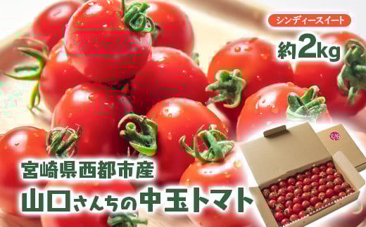 山口さんちの中玉トマト 約2kg シンディースイート 宮崎県西都市産とまと【先行予約】＜1-280＞★