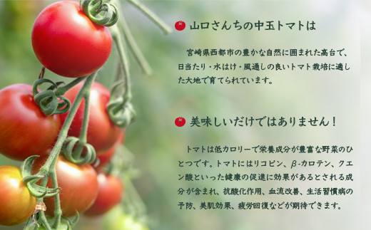 å±±å£ããã¡ã®äžçããã çŽ2kg ã·ã³ãã£ãŒã¹ã€ãŒã å®®åŽç西éœåžç£ãšãŸãšãå
è¡äºçŽãïŒ1-280ïŒâ