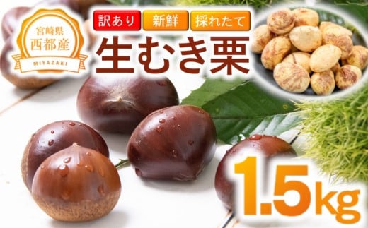 【訳あり】 新鮮朝どれ 国産生むき栗 1.5㎏ 西都市産＜1.5-221＞くり 栗  国産 生栗 果物 フルーツ 栗きんとん スイーツに【先行予約】
