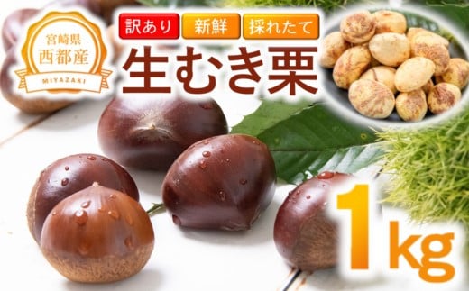 【訳あり】 新鮮朝どれ 国産生むき栗 1㎏ 西都市産＜1.1-20＞くり 栗  国産 生栗 果物 フルーツ 栗きんとん スイーツに【先行予約】