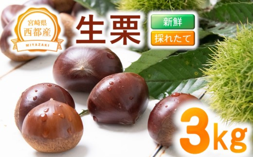 新鮮朝どれ国産生栗 3㎏ 西都市産＜1.4-23＞くり 栗  国産 生栗 果物 フルーツ 栗きんとん スイーツに【先行予約】　